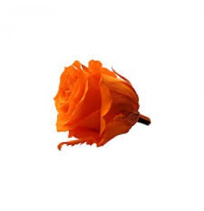 ΤΡΙΑΝΤΑΦΥΛΛΑ "ΑΠΟΧΥΜΩΜΕΝΑ¨" ΠΟΡΤΟΚΑΛΗ  ROSEN  PRESERVED ORANGE